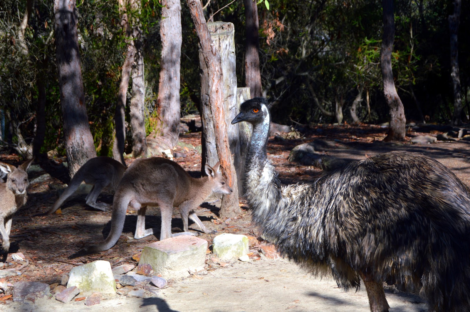 An emu standing close to grey kangaroos in bushland at Walkabout Wildlife Sanctuary